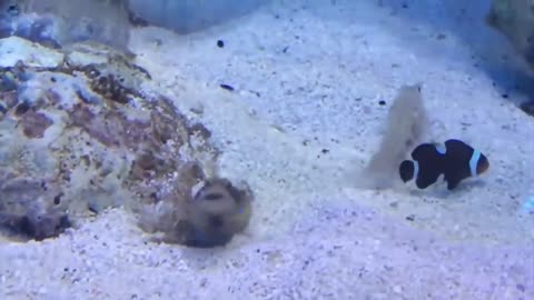 funny animal video