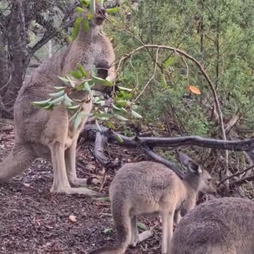 Kangaroo diaries only in Australia 🇦🇺