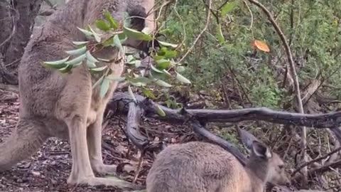 Kangaroo diaries only in Australia 🇦🇺