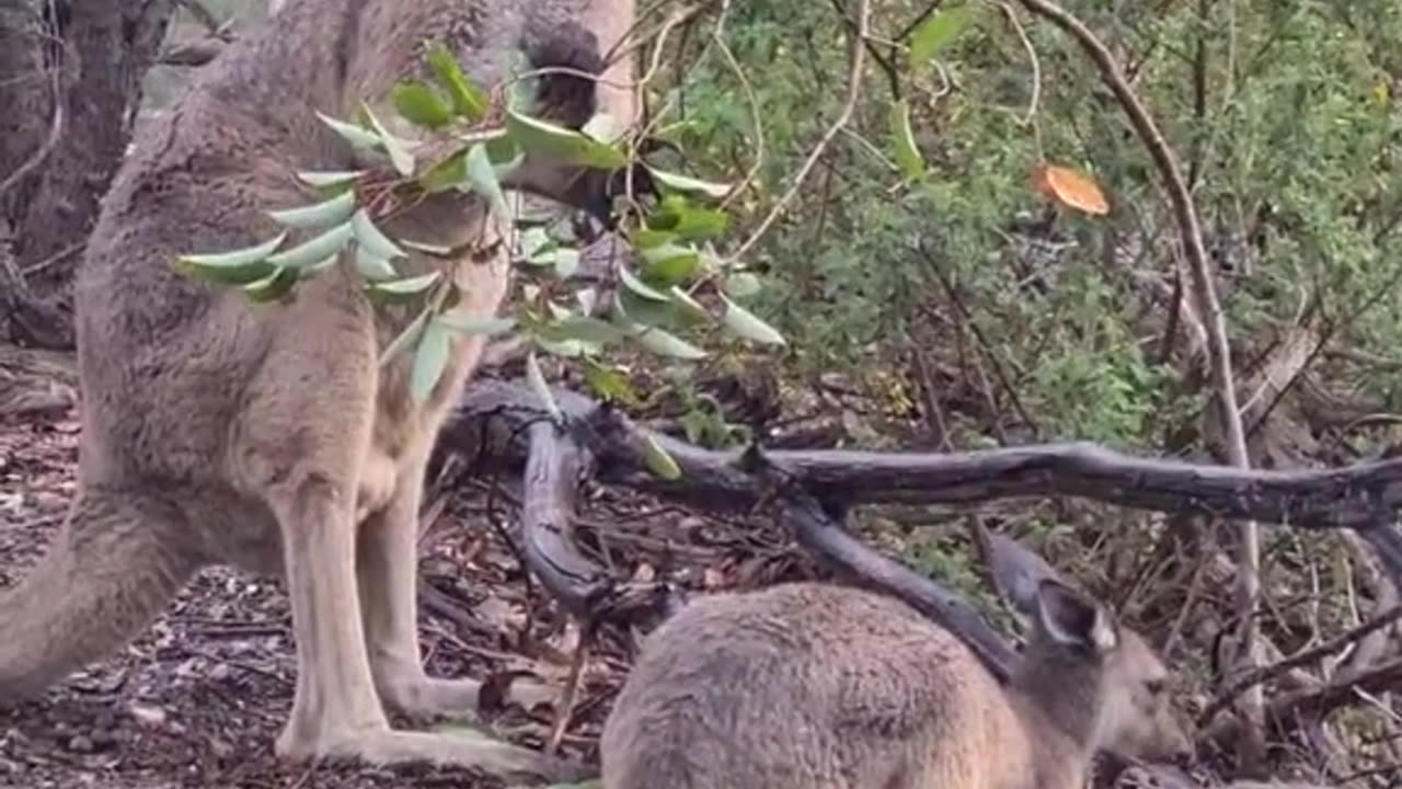 Kangaroo diaries only in Australia 🇦🇺