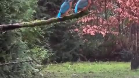 A really angry kingfisher bird