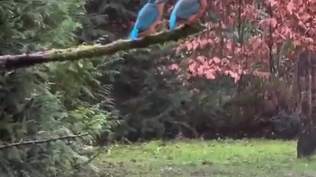 A really angry kingfisher bird