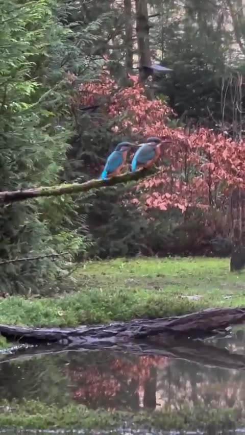 A really angry kingfisher bird