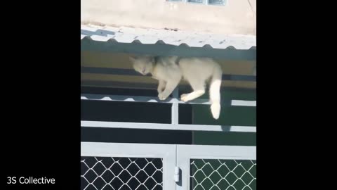 Cats So Overdramatic, They Deserve an Oscar! 😁 Funny Silliest CAT Videos 2025