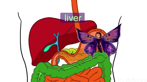 🧠 Human Body - Science for Kids | Rock 'N Learn 👶🔬