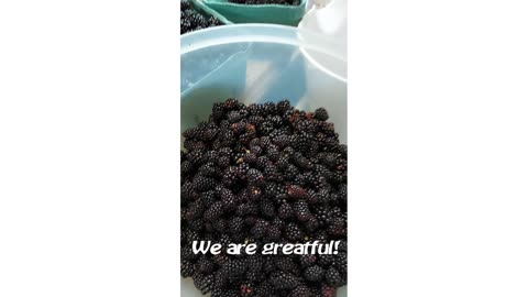 Natures gift of Blackberries
