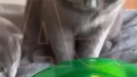 Funny video