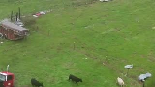 Aerial footage of the tornado damage in Gordo, Alabama. Video by Henry Swenson.