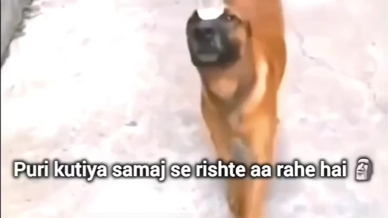 Pure _dog samaj se rishte aa raha hai 🤣🤣🤣 _trendingreels _facebookreelsviral -funnyreels