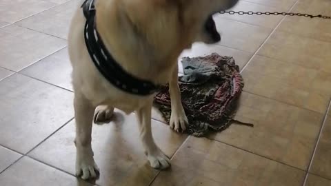 My pet dog