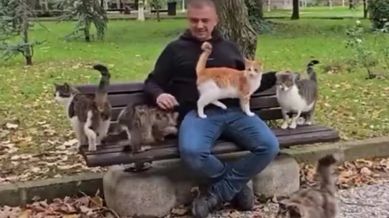 cat distribution system at its peak