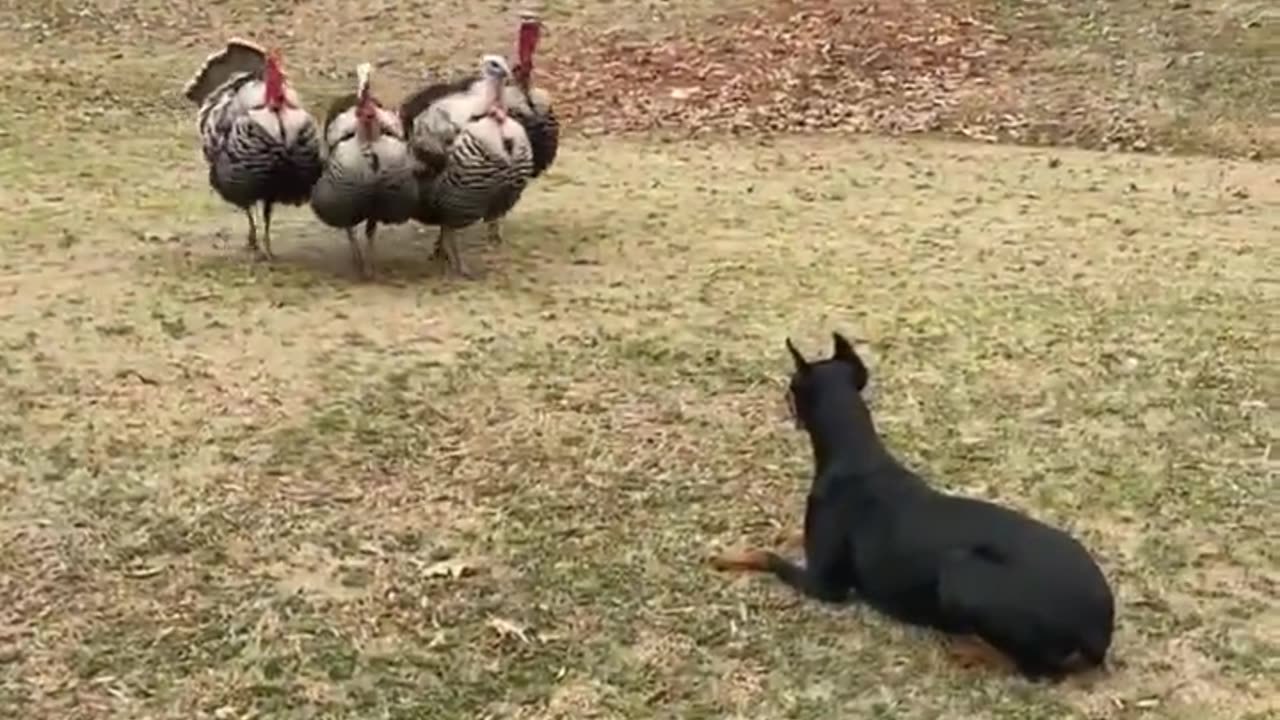 Gang of turkeys walking up on a Doberman, who stands on busines