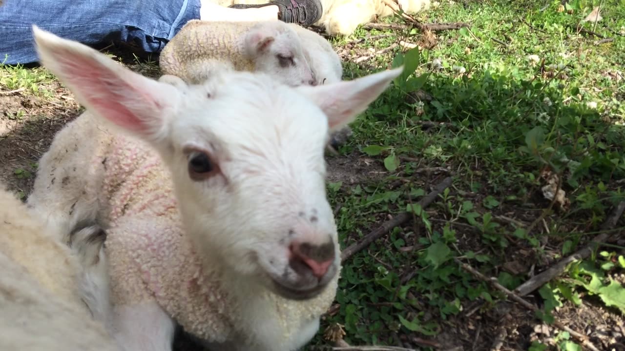 Baby Lams
