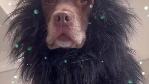 THE DOG KING