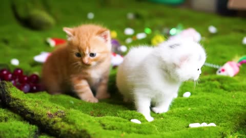 Beautiful kittens playing on the grass - Cat sounds, beautiful cat videos