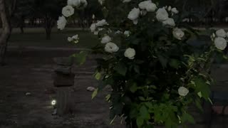 The Intention Circle at Jaya Sanctuary