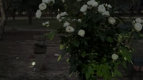 The Intention Circle at Jaya Sanctuary