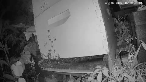 Saturday Morning Peek at a Beehive