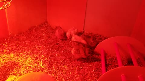 I do believe this incubator is chirping. | #SparklegleamFarm #Chicken #homestead