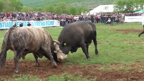 Kačeta od Mandurića vs Šibonja od Marasovića Dicmo 2025