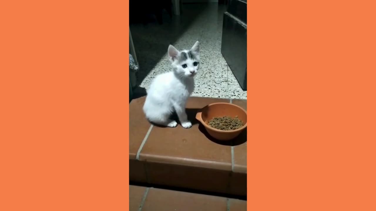 sweet kittens