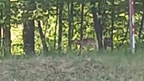 Newborn Fawn