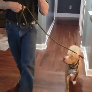 George Graduate short 4