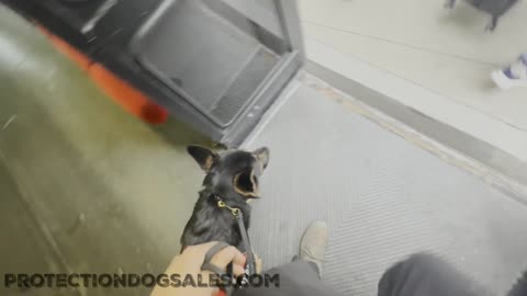 Family talks about why they got a protection dog