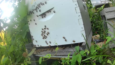 Bees on a Monday Evening