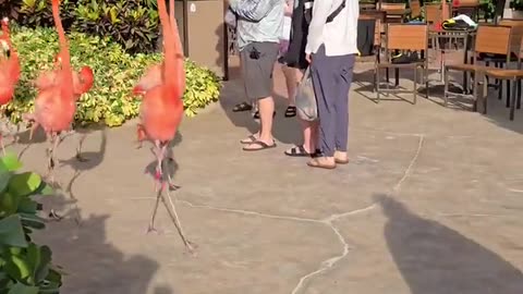 🦩🚶‍♀️ Flamingos on the Move! Too Funny! | FunFM
