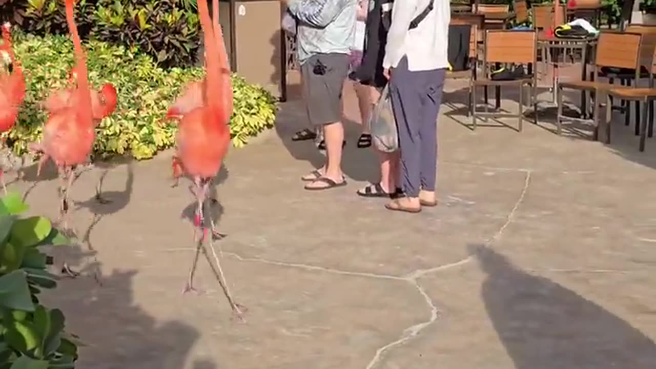 🦩🚶‍♀️ Flamingos on the Move! Too Funny! | FunFM