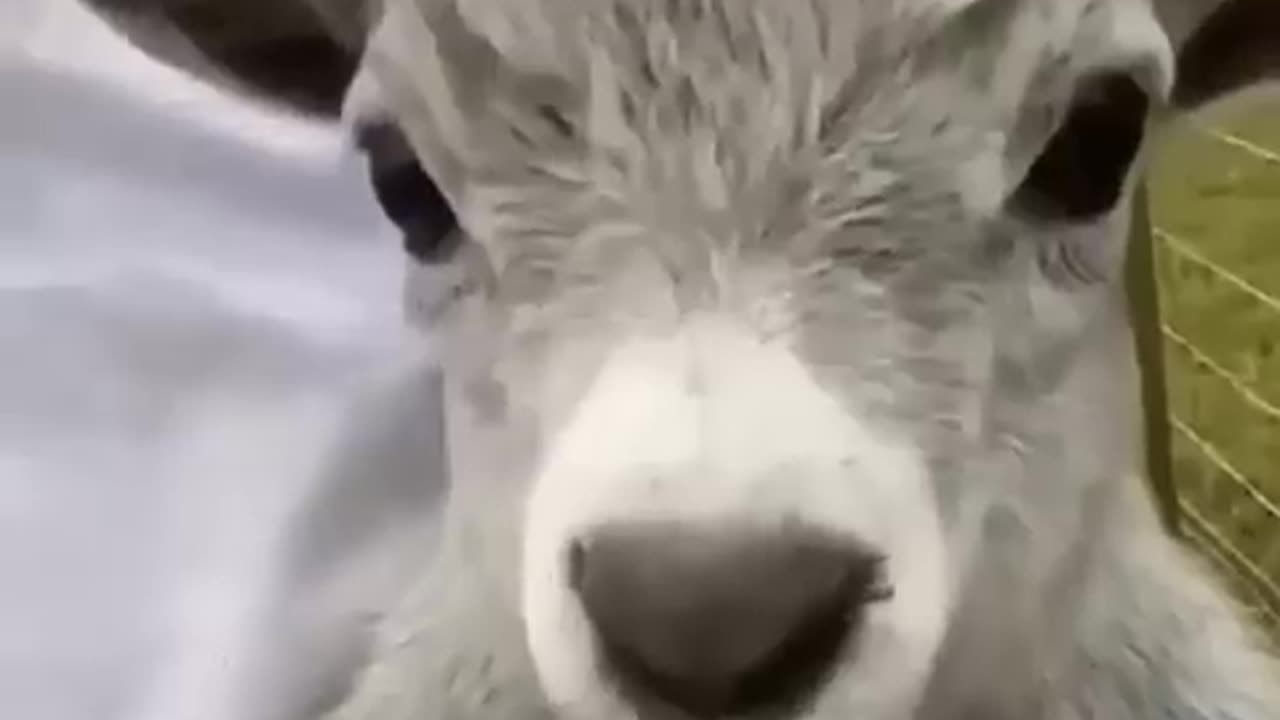 funny animal videos part 1