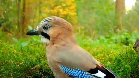 Bird's Bathtime Bliss 🐦💧 | Sounds of Nature