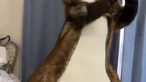 .