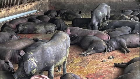 22_0921F168 豬隊友