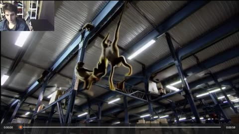 Outtake #1,078 Of Over 10 Monkeys Roam Around A Warehouse Fake Funny Parody Video