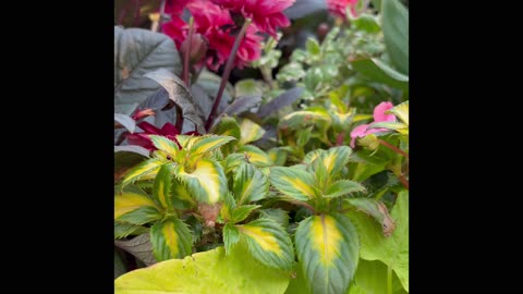 Shopping for flowering plants at the greenhouse garden - shopping spree 3