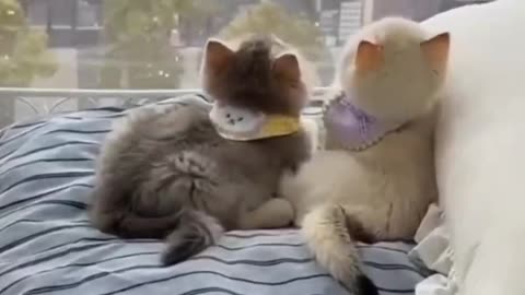 Too Cute to Handle! Funny Lazy Pets Compilation 🐰🤣