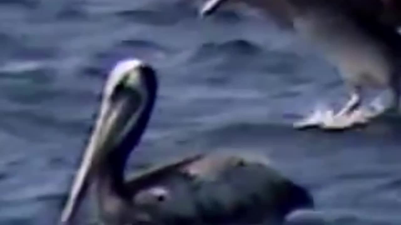 pelícano