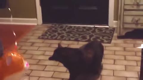 funny animal fails