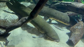 Lungfish