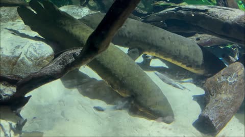Lungfish