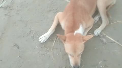 Dog lover