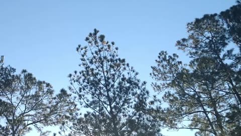 The "Crows" heading to work. Surveillance drones leaving the sunsim.
