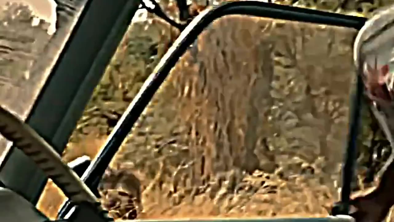 Lion vs Tiger 💀🔥