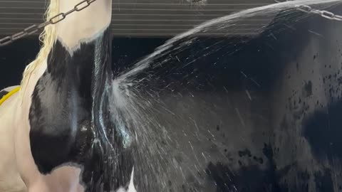 Yearling Stallion Astonished By Water Spray