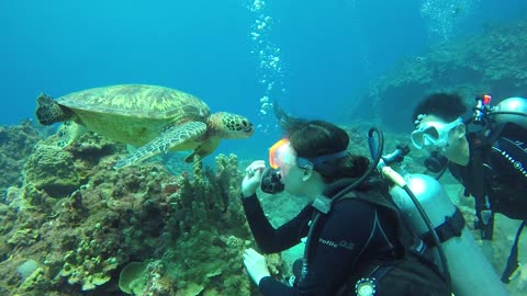 Sea Turtle Encounter | Amazing Underwater Exploration with Divers