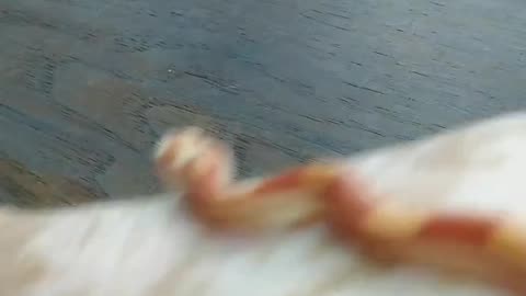 The corn snakes I got in 2022