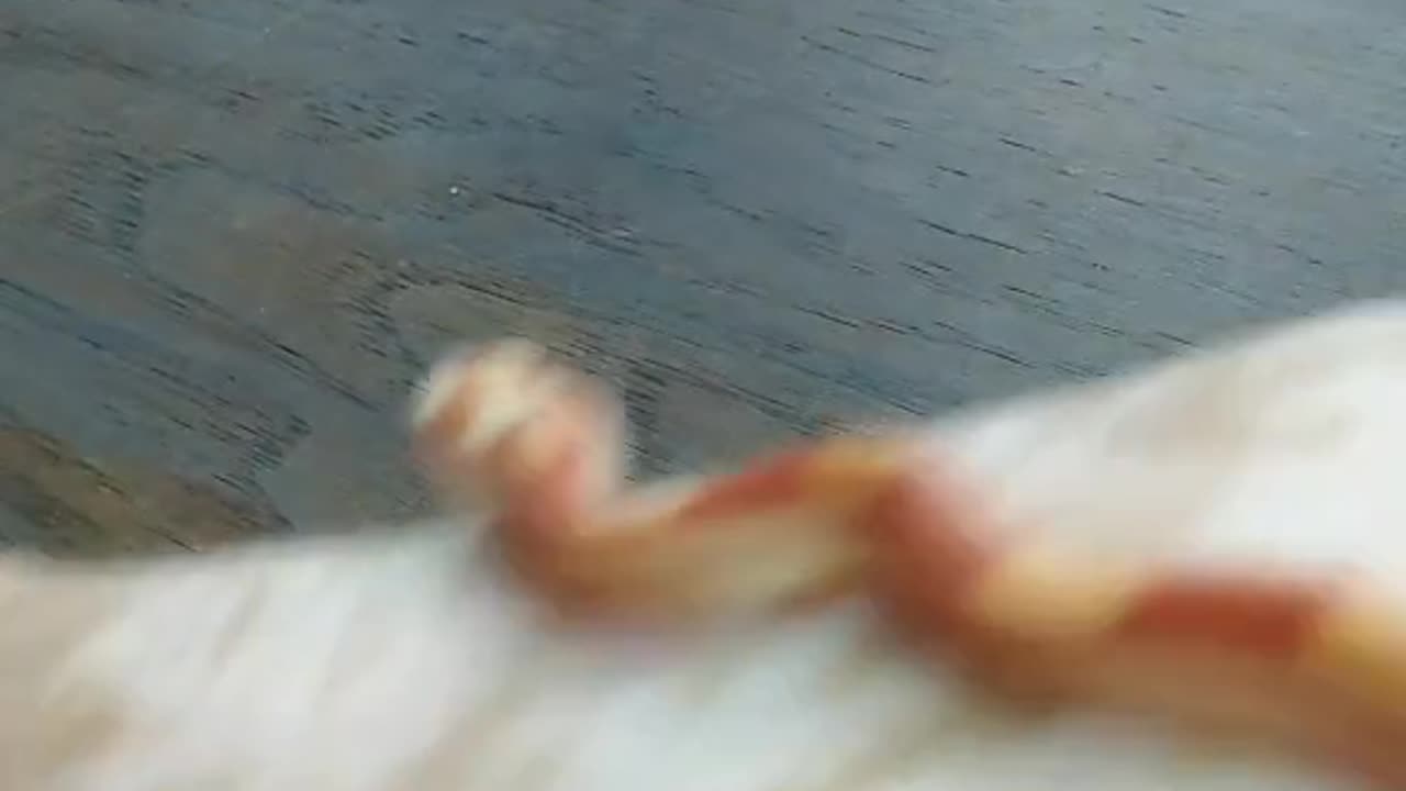 The corn snakes I got in 2022