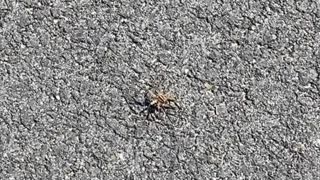 WHAT KIND OF SPIDER IS THAT?